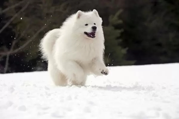 dog-samoyed-running-snow-10478824jpg