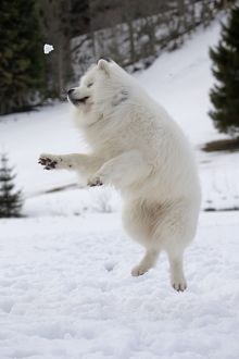 Dog - Samoyed jumping in snow Date